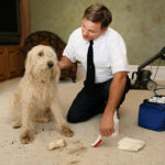 Most Effective Carpet Cleaning D.I.Y. Tips in Wildomar Carpet Cleaners